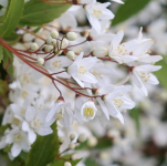 Deutzia gracilis NIKKO