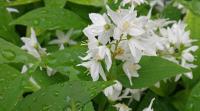 Deutzia gracilis