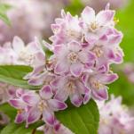 Deutzia 'Raspberry Sundae' - Gyöngyvirágcserje
