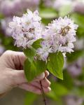 Deutzia 'Raspberry Sundae' - Gyöngyvirágcserje