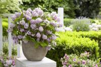 Deutzia 'Raspberry Sundae' - Gyöngyvirágcserje