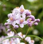 Deutzia x hybrida MONT ROSE