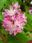 Deutzia x hybrida STRAWBERRY FIELDS