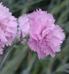 Dianthus plumarius Tollas szegfű fajták