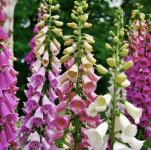 Digitalis purpurea Mix - Gyűszűvirág