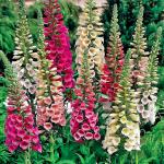 Digitalis purpurea Mix - Gyűszűvirág