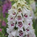 Digitalis purpurea Mix - Gyűszűvirág