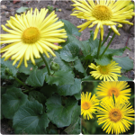 Doronicum orientale - Kaukázusi zergevirág