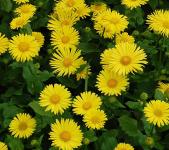 Doronicum orientale - Kaukázusi zergevirág