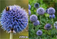 Echinops - Szamárkenyér fajták