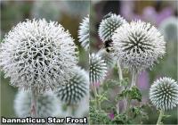 Echinops - Szamárkenyér fajták