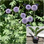 Echinops ritro - Szamárkenyér