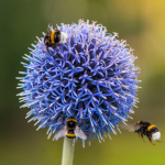 Echinops ritro - Szamárkenyér