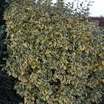 Elaeagnus x ebbingei GILT EDGE - Tarka Ezüstfa