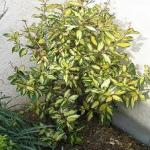 Elaeagnus x ebbingei LIMELIGHT