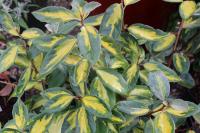 Elaeagnus x ebbingei LIMELIGHT