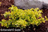 Euonymus fortunei EMERALD'N GOLD