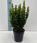 Euonymus japonicus Green Spire - Oszlopos kecskerágó