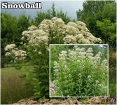 Eupatorium - Sédkender fajták