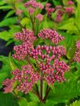 Eupatorium purpureum - Sédkender 