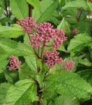 Eupatorium purpureum - Sédkender 