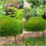 Festuca gautieri (F.scoparia) - medveszőrcsenkesz