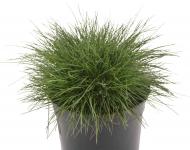 Festuca gautieri (F.scoparia) - medveszőrcsenkesz