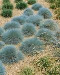 Festuca glauca 'Azurit' - Kék csenkesz