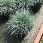 Festuca glauca 'Azurit' - Kék csenkesz