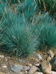 Festuca glauca 'Elijah Blue' - Kék csenkesz