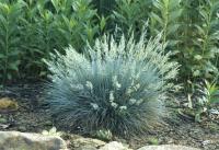 Festuca glauca 'Elijah Blue' - Kék deres csenkesz