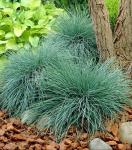 Festuca glauca 'Elijah Blue' - Kék deres csenkesz