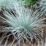 Festuca glauca 'Elijah Blue' - Kék deres csenkesz