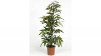 Fikusz Ficus Longifolia 90 cm