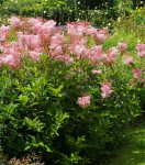 Filipendula Rubra Réti legyezőfű 