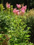 Filipendula Rubra Réti legyezőfű 