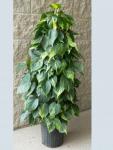 Filodendron Brasil Philodendron
