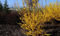 Forsythia BEATRIX FARRAND -  Aranyvessző 