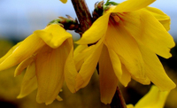 Forsythia BEATRIX FARRAND -  Aranyvessző 