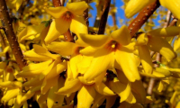 Forsythia BEATRIX FARRAND -  Aranyvessző 