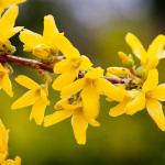 Forsythia x intermedia - MINIGOLD - Aranyvessző