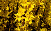 Forsythia x intermedia - MINIGOLD