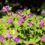 Geranium macrorrhizum BEVAN`S VARIETY