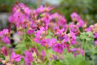 Geranium macrorrhizum BEVAN`S VARIETY