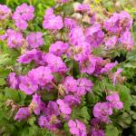 Geranium x cantabrigiense - Angol gólyaorr