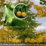 Ginkgo biloba oltványok - Páfrányfenyő
