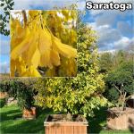 Ginkgo biloba oltványok - Páfrányfenyő