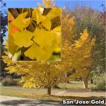 Ginkgo biloba oltványok - Páfrányfenyő