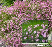 Gypsophila paniculata Fátyolvirág