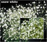 Gypsophila paniculata Fátyolvirág